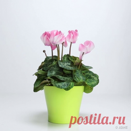 Секрет, который вернет жизнь любимому растению!