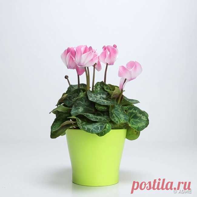 Секрет, который вернет жизнь любимому растению!