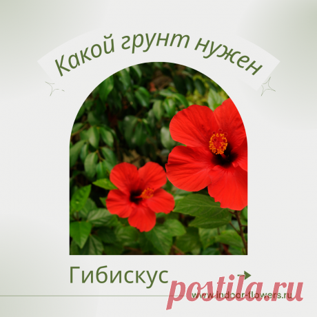 Гибискус. Какой грунт нужен? Интересуетесь Гибискус. Какой грунт нужен? ? Узнайте о разнообразных представителях этого вида, их уникальных особенностях и преимуществах. Получите полезные советы по уходу за Гибискус. Какой грунт нужен? в домашних условиях, включая требования к освещению, поливу, температуре и влажности.