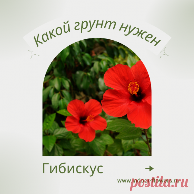 Гибискус. Какой грунт нужен? Интересуетесь Гибискус. Какой грунт нужен? ? Узнайте о разнообразных представителях этого вида, их уникальных особенностях и преимуществах. Получите полезные советы по уходу за Гибискус. Какой грунт нужен? в домашних условиях, включая требования к освещению, поливу, температуре и влажности.
