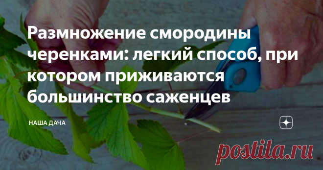 Размножение смородины черенками: легкий способ, при котором приживаются большинство саженцев Вообще-то, смородина – это не та культура, вокруг которой нужно выплясывать шаманские танцы с бубнами. Процедура черенкования также особых забот не требует: кусты смородины живучи и легко пускают корни. В июле-начале августа – замечательное время для посадки черенков: за это время она успеет укорениться, окрепнуть и хорошо перенесет зимние холода