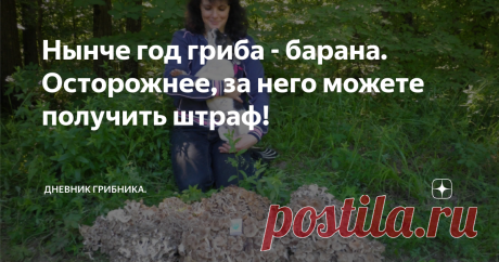 Нынче год гриба - барана. Осторожнее, за него можете получить штраф! Гриб - баран это русское название, обычно применяемое к двум разным грибам: грифоле курчавой( Grifola frondosa ) и грифоле зонтичной (Grifola umbellatus).
В чем сходство этих грибов?
Оба эти гриба - трутовики, относятся к одному роду "Грифола". Такое название происходит от похожести загнутого края шляпки гриба на клюв грифона. Странно,  по мне так на курицу нахохлившуюся больше похоже.
Яндекс