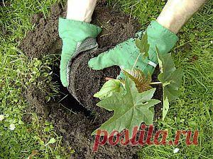 Выращивание клещевины из семян | Дача - впрок