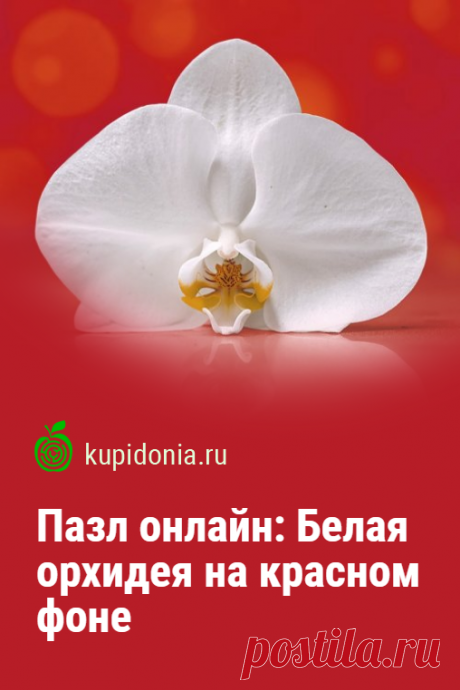Пазл онлайн: Белая орхидея на красном фоне. Красивый пазл онлайн с белой орхидеей из серии «Красивые цветы». Собирайте пазлы на сайте! Это отличная тренировка для мозга.