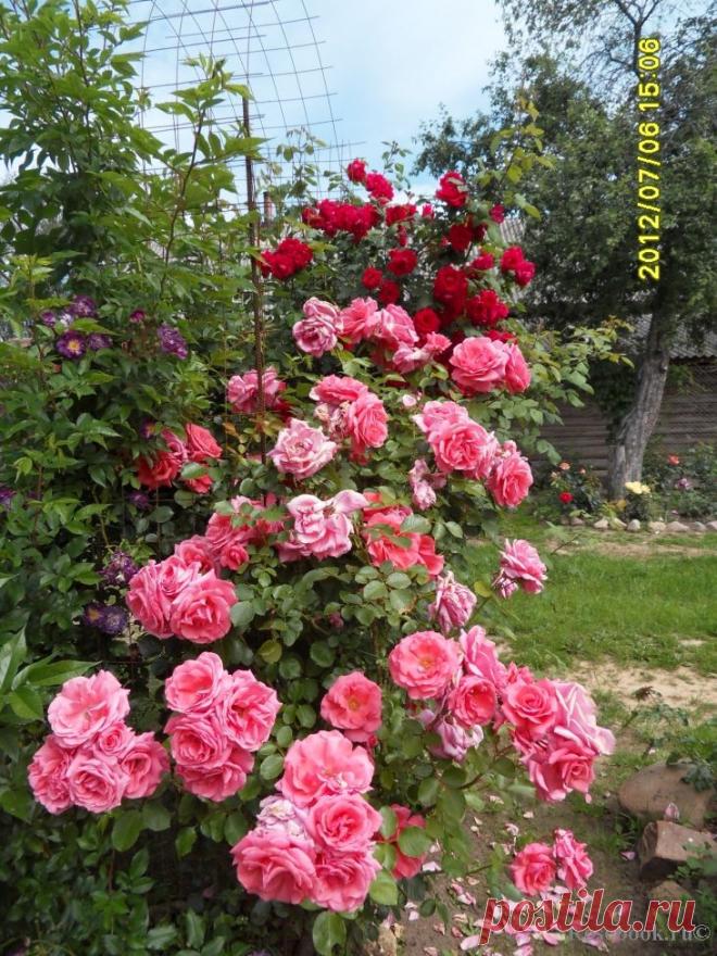 Галерея - Dee Dee Bridgewater (MEItandar) :: Энциклопедия роз