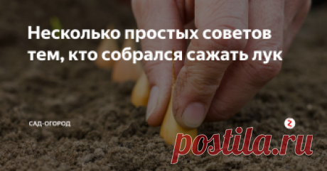 Очень простые, но действительно важные и полезные правила, которые нужно знать перед посадкой озимого лука.