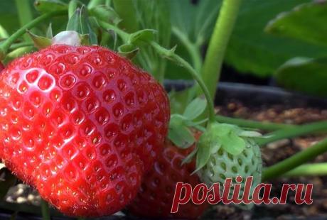 Подкормка клубники весной борной кислотой и йодом Клубника может расти практически на любых почвах, но все же наилучшие результаты плодоношения достигаются на богатых гумусом и питательными элементами черноземах или лесных грунтах. При хорошем уходе ...