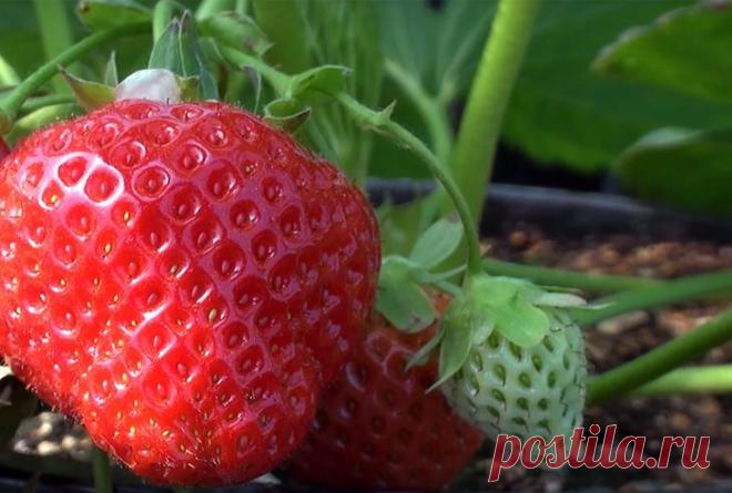 Подкормка клубники весной борной кислотой и йодом Клубника может расти практически на любых почвах, но все же наилучшие результаты плодоношения достигаются на богатых гумусом и питательными элементами черноземах или лесных грунтах. При хорошем уходе ...