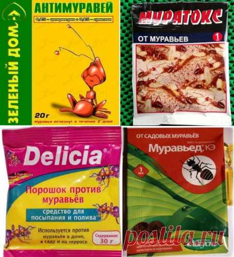 Манка и пшено мне от Муравьев не помогают. Делюсь эффективным Средством, которое я использую | Люблю свою дачу | Яндекс Дзен