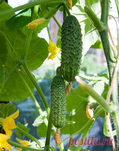 Сорт огурца Эколь (F1): фото, отзывы, описание, характеристики.
