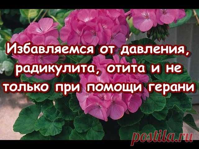 СЕКРЕТЫ ГЕРАНИ...