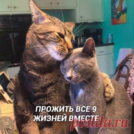 Любовь - это — Убойный юмор