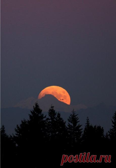 легенда о дереве