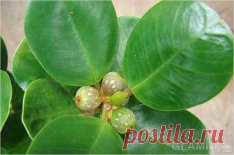 Как ухаживать за фикусом.