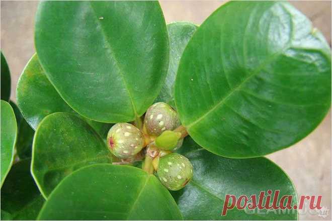 Как ухаживать за фикусом.