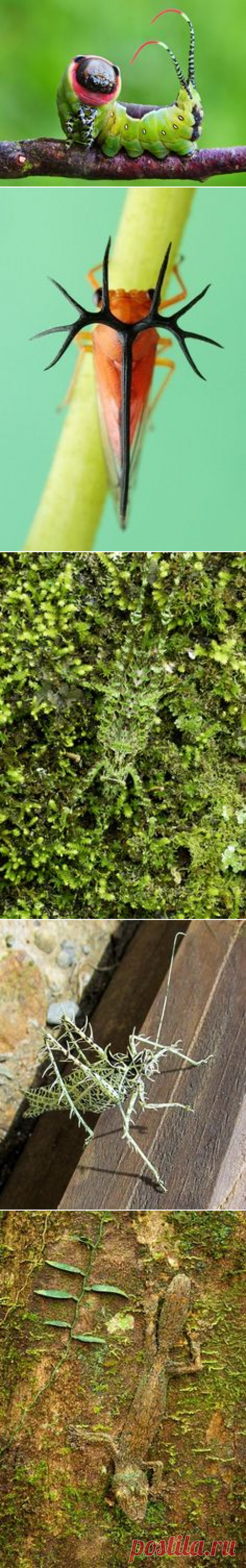 (818) Moss mimic stick insect, Trychopeplus thaumasius? | by Ecuador Megadiverso | Virtual Bug Collection