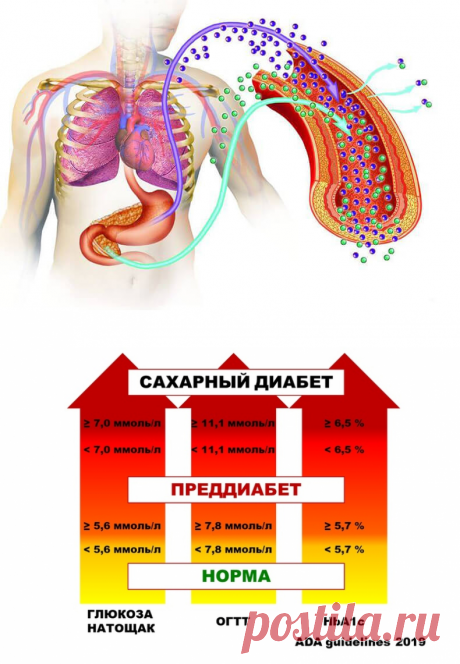 Как распознать и остановить преддиабет...