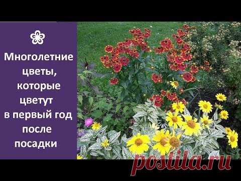 ❀ Многолетние цветы, которые цветут уже в первый год после посадки