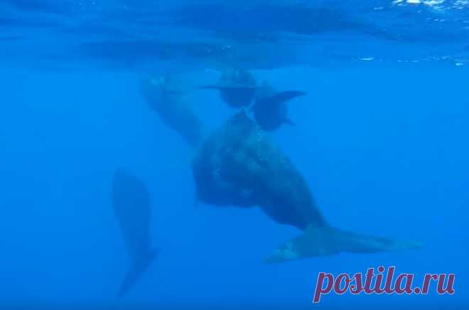 Кашалоты приютили дельфина: видео