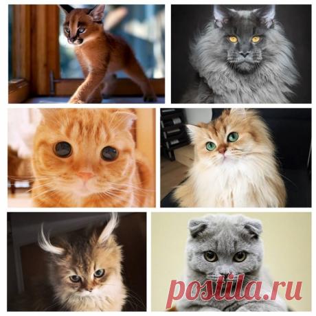 «ОЧАРОВАШКИ».