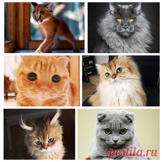 «ОЧАРОВАШКИ».