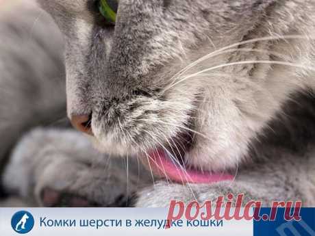 Кошки постоянно ухаживают за собой, и, поскольку их язык достаточно грубый, они естественным образом собирают и поглощают некоторую часть шерсти в процессе вылизывания. Большая часть шерсти пройдёт через кишечник, но некоторая останется в желудке. Со временем шерсть собирается в комок. Комочки могут вызывать дискомфорт у животного. Обратитесь за помощью к ветеринару, если наблюдается хотя бы один из следующих симптомов:
️ постоянная рвота либо рвота без комочков шерсти;
️ ...