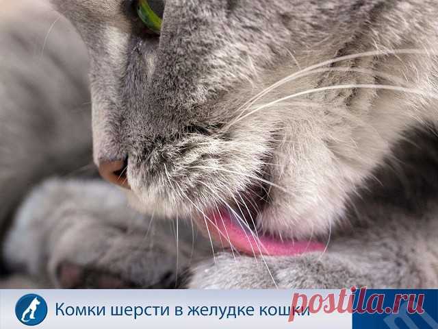 Кошки постоянно ухаживают за собой, и, поскольку их язык достаточно грубый, они естественным образом собирают и поглощают некоторую часть шерсти в процессе вылизывания. Большая часть шерсти пройдёт через кишечник, но некоторая останется в желудке. Со временем шерсть собирается в комок. Комочки могут вызывать дискомфорт у животного. Обратитесь за помощью к ветеринару, если наблюдается хотя бы один из следующих симптомов:
️ постоянная рвота либо рвота без комочков шерсти;
️ ...