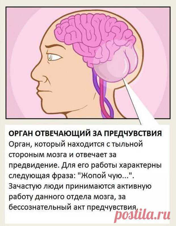 Органы, о существовании которых вы не знали. | Страна Полезных Советов   Повеселимся!!!)