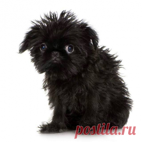 (3) Муза Должева