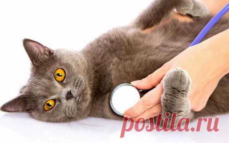 Как сделать кошке укол в холку: пошаговая инструкция и рекомендации