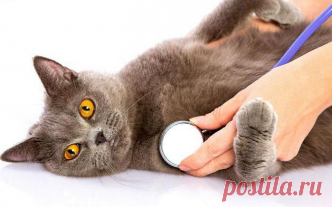 Как сделать кошке укол в холку: пошаговая инструкция и рекомендации