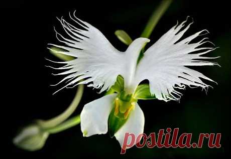 Как шутит природа. Прикольные растения.....