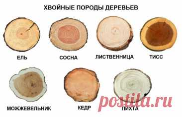 Спилы дерева в оформлении дома и двора: вдохновляющие идеи и тонкости использования