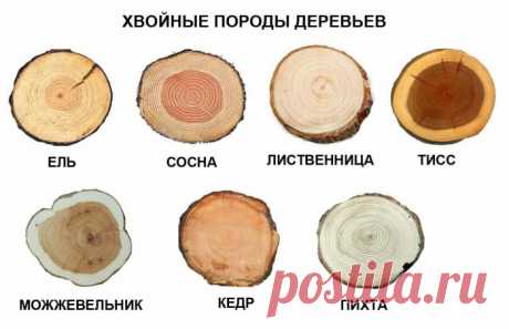Спилы дерева в оформлении дома и двора: вдохновляющие идеи и тонкости использования
