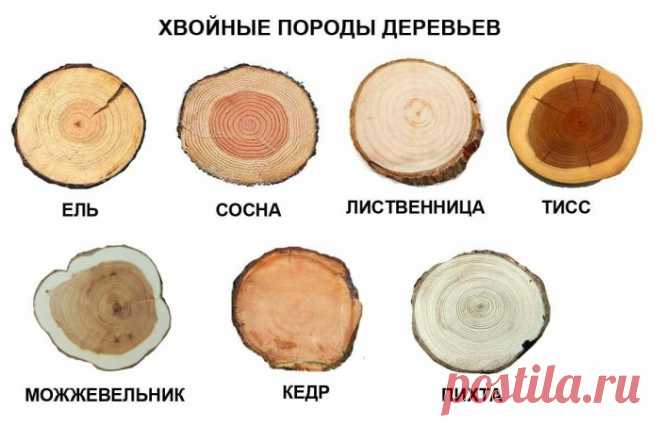 Спилы дерева в оформлении дома и двора: вдохновляющие идеи и тонкости использования
