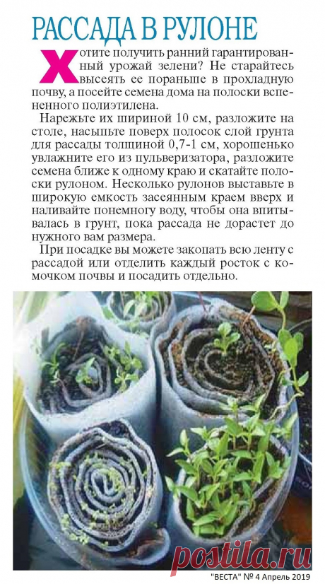 Рассада в рулоне