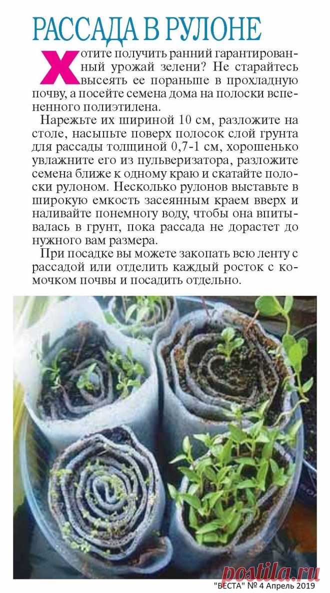 Рассада в рулоне