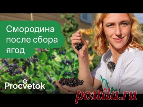 ТРИ ПРАВИЛА ЧЕРНОЙ СМОРОДИНЫ И КРЫЖОВНИКА ПОСЛЕ СБОРА ЯГОД! Закладываем урожай будущего года