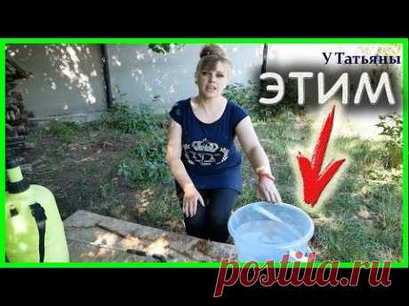 Если опрыскать растения ЭТИМ СРЕДСТВОМ, то не будет ВРЕДИТЕЛЕЙ и БОЛЕЗНЕЙ!!!