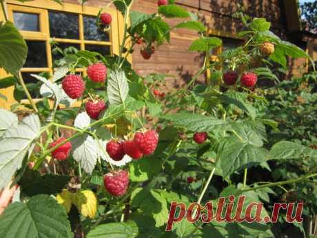 Ягода малина в сад меня манила