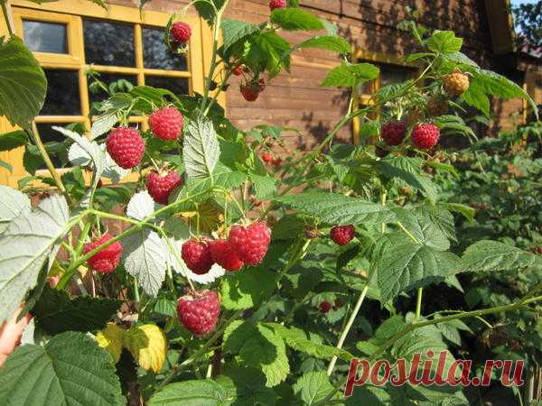 Ягода малина в сад меня манила