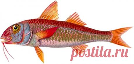 Барабулька - Охота и рыбалка - медиаплатформа МирТесен Всё про ловлю барабульки. Снасти и способы ловли, места для рыбалки. Наживки, прикармливание. Поплавочка, донка, матчевая снасть, ловля с лодки. Название «барабулька» пришло в русский язык из турецкого – barbunya, которое произошло от итальянского barbone, что означает «большая борода»....