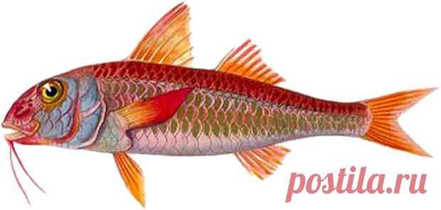 Барабулька - Охота и рыбалка - медиаплатформа МирТесен Всё про ловлю барабульки. Снасти и способы ловли, места для рыбалки. Наживки, прикармливание. Поплавочка, донка, матчевая снасть, ловля с лодки. Название «барабулька» пришло в русский язык из турецкого – barbunya, которое произошло от итальянского barbone, что означает «большая борода»....