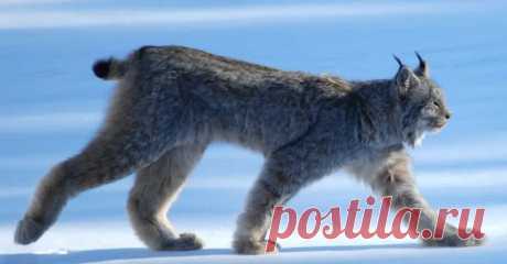 Роскошные факты о рысях | Город Фактов