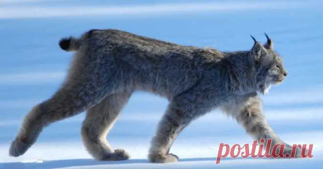 Роскошные факты о рысях | Город Фактов