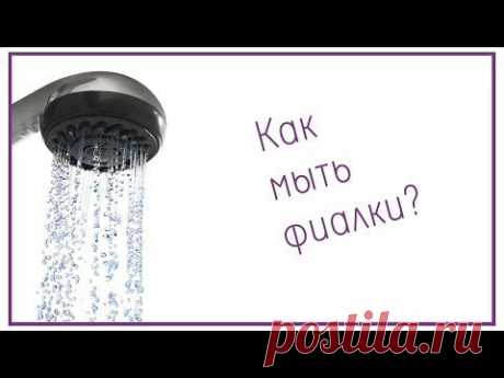 Как мыть фиалки? - YouTube