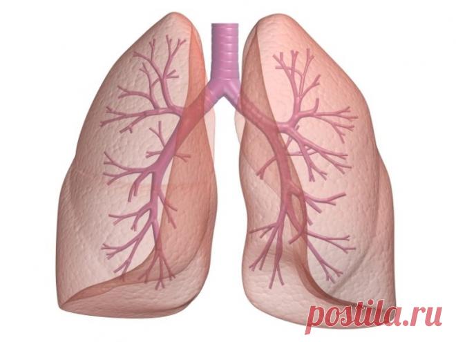 Со временем токсины плесени и бактерий могут разрушить здоровье легких и даже привести к таким неизбежным заболеваниям, как хроническое обструктивное заболевание легких.