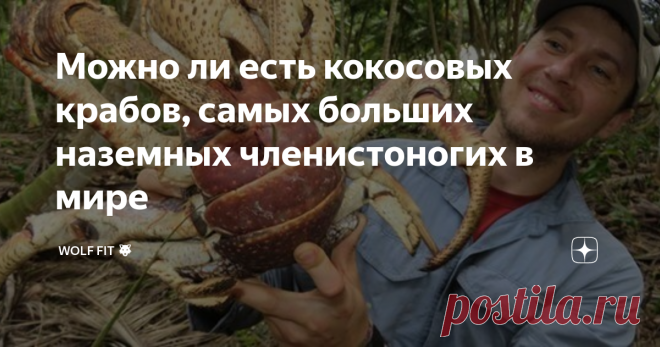Можно ли есть кокосовых крабов, самых больших наземных членистоногих в мире  Кокосовые крабы самое крупное наземное членистоногое. Нужно знать, что передние когти очень и очень мощные – они используют их, чтобы разорвать волокнистую шелуху кокосового ореха. Так они и получили свое название. Их клешни могут легко сломать пальцы человеку. Кокосовый краб двигается медленно, скорость не превышает ходьбы человека. Если кокосовый краб потерял клешню – у него вырастет новая клешн...