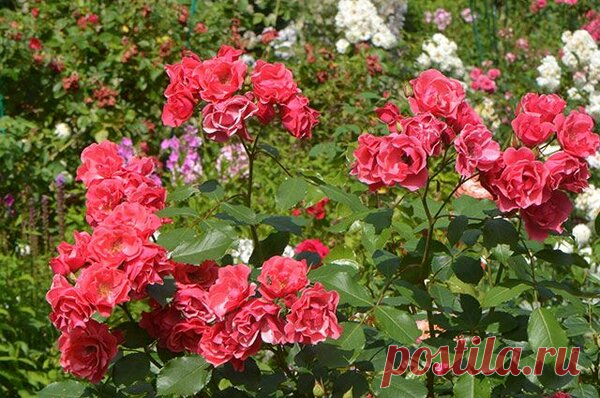 Рецепт опрыскивания для роз - защищает от всех болезней | Урожайный огород | Яндекс Дзен