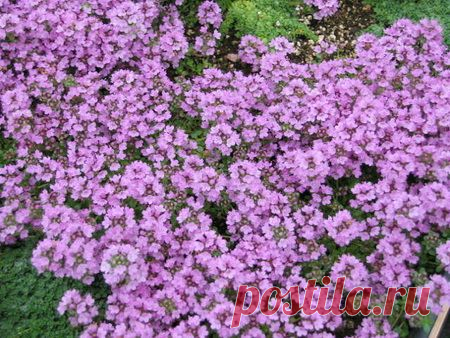 Лечебные свойства чабреца и его применение